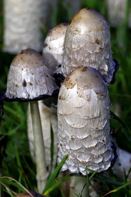 Patologiczne zbieractwo – gromadzenie czy oszczędzanie?